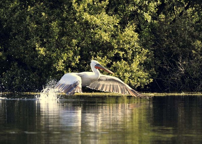 Dalmatian Pelican