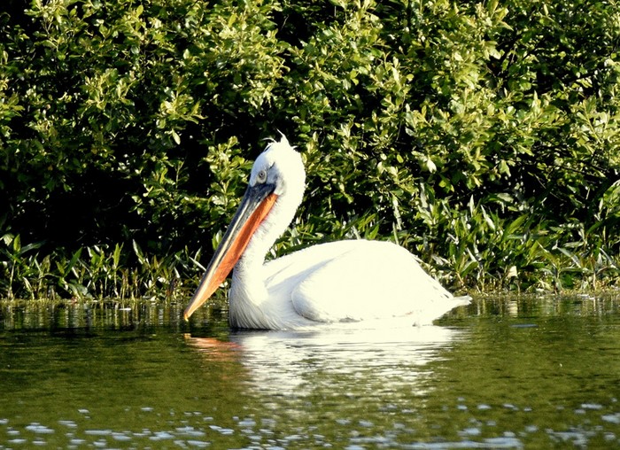 Dalmatian Pelican