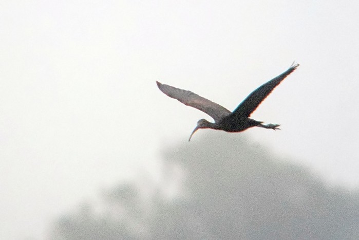 Glossy Ibis
