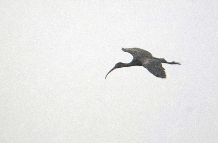 Glossy Ibis