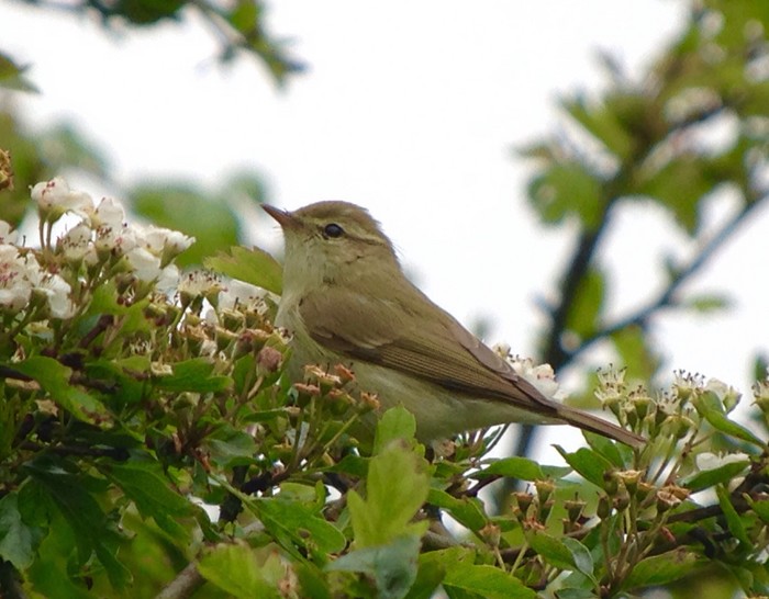 Greenish Warbler