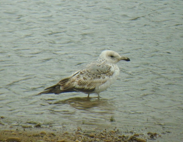 Yellow-legged Gull