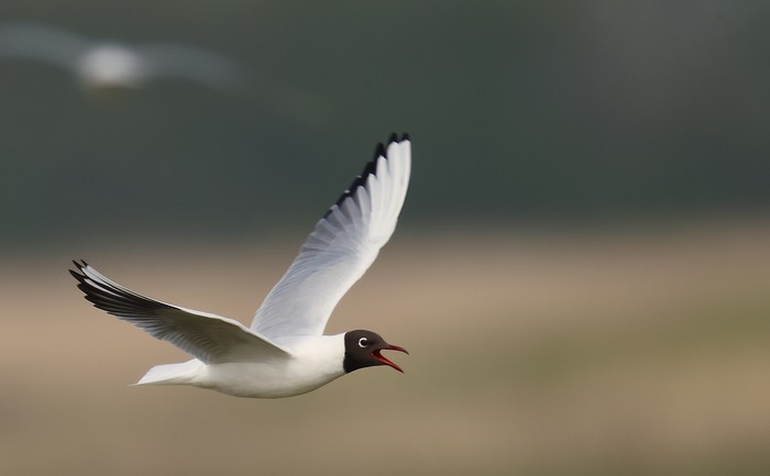 Black-headed Gull