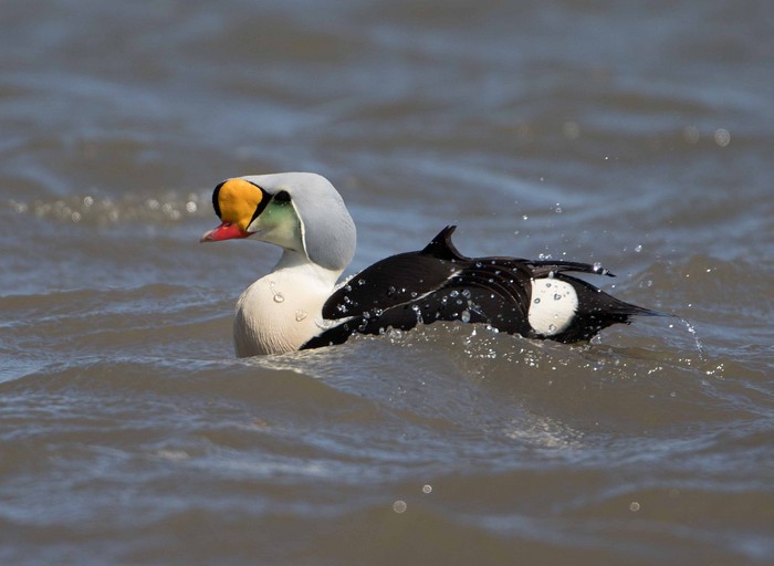 King Eider