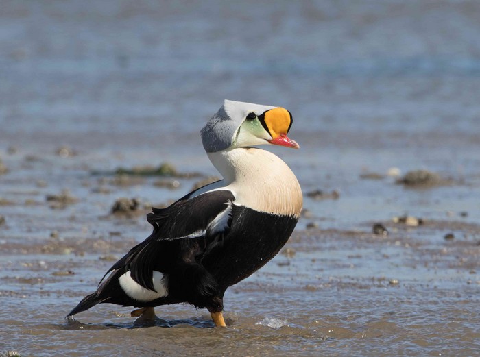 King Eider