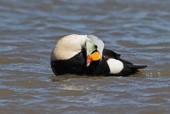 King Eider