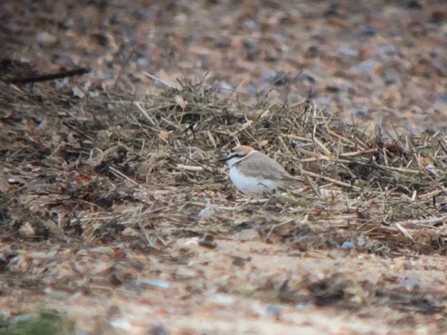 Kentish Plover