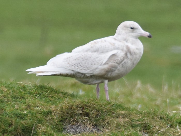Glaucous Gull