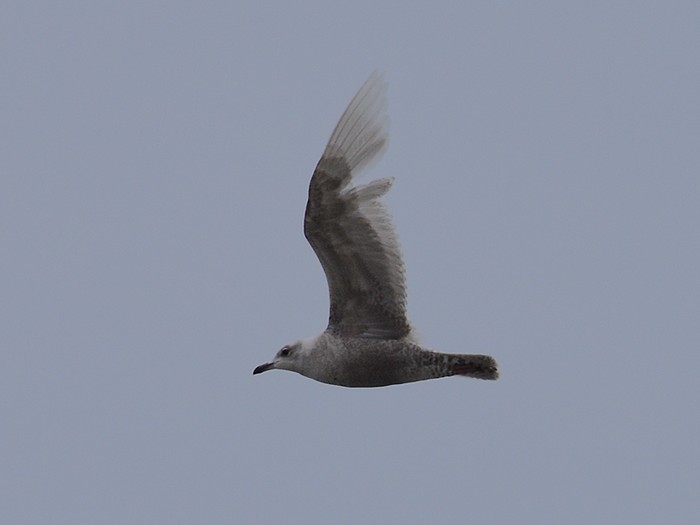 Iceland Gull