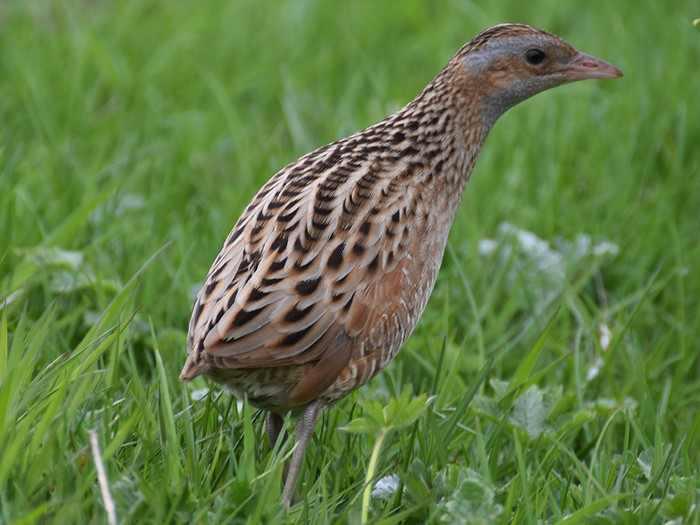 Corncrake