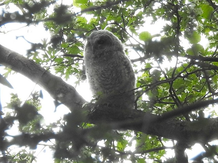 Tawny Owl