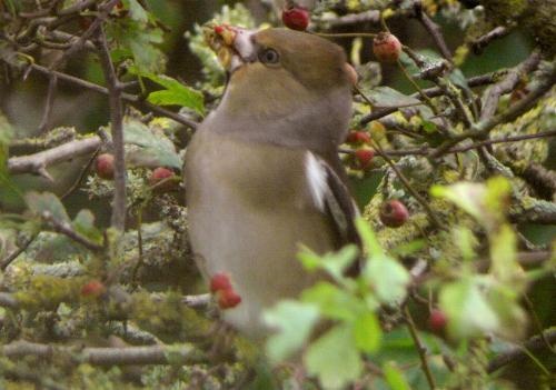 Hawfinch