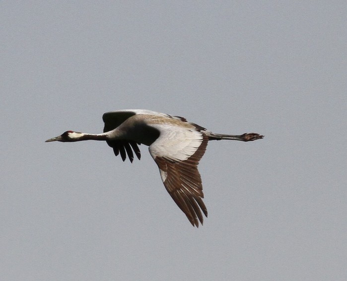 Common Crane