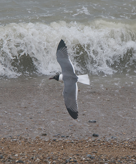 Laughing Gull