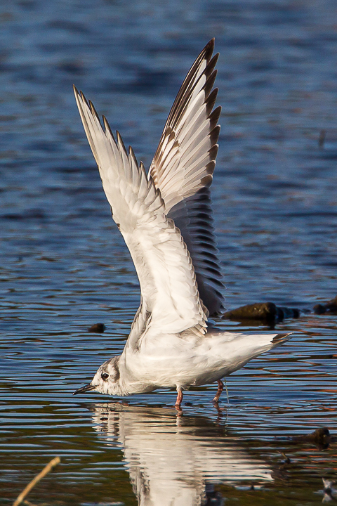 Bonaparte's Gull