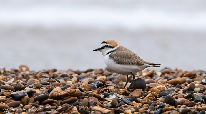 Kentish Plover