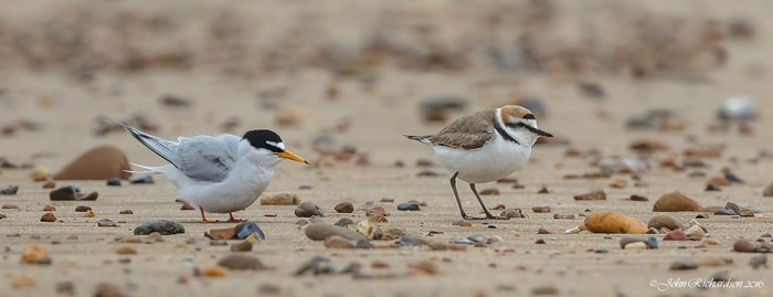 Kentish Plover