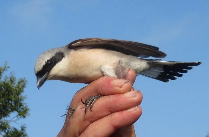 Red-backed Shrike