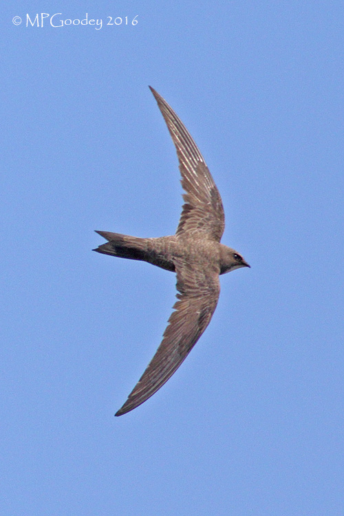 Alpine Swift