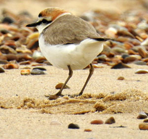 Kentish Plover