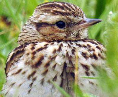 Woodlark