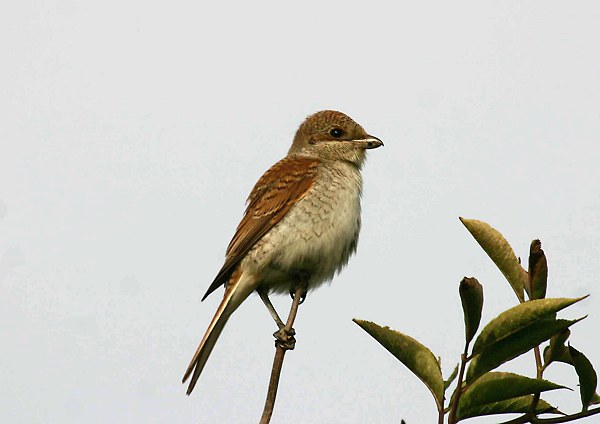 Red-backed Shrike