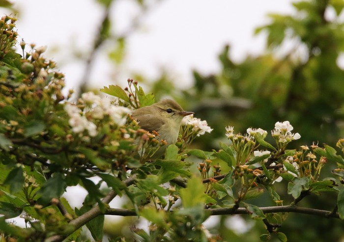 Greenish Warbler