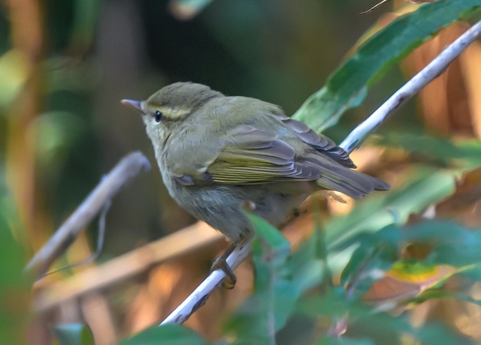 Greenish Warbler