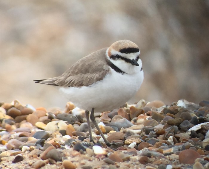 Kentish Plover