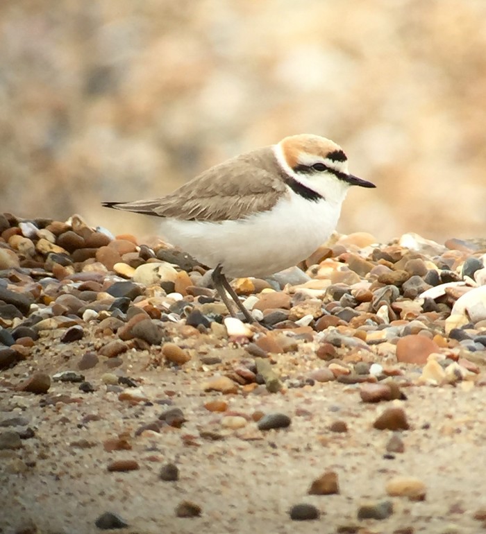 Kentish Plover