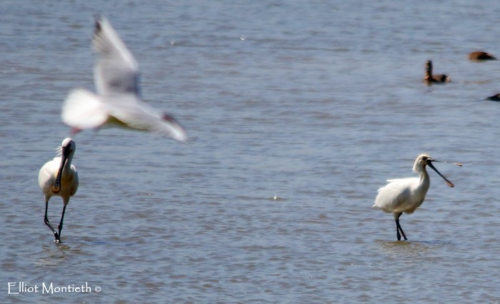 Spoonbill