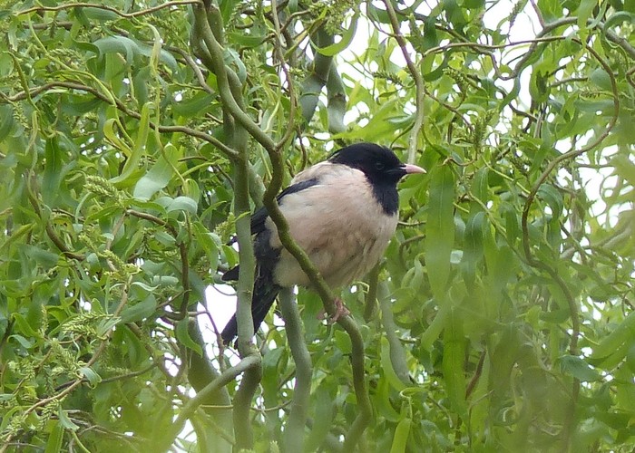 Rose-coloured Starling
