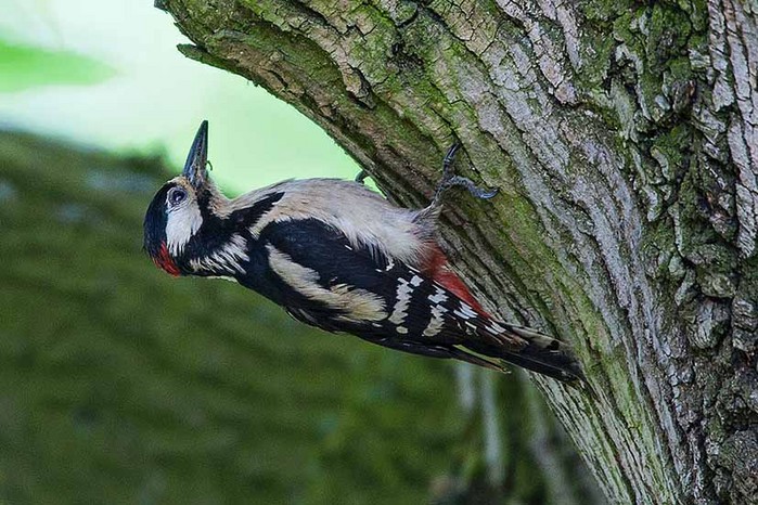Great Spotted Woodpecker