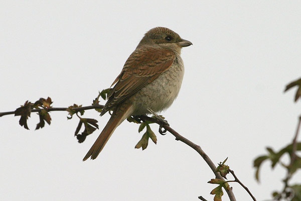 Red-backed Shrike