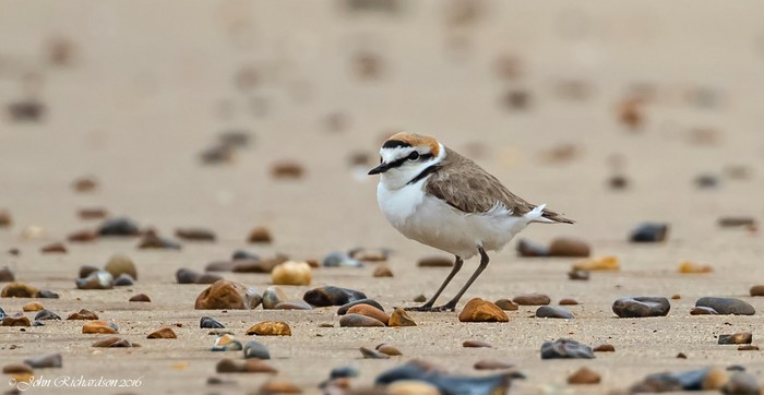 Kentish Plover