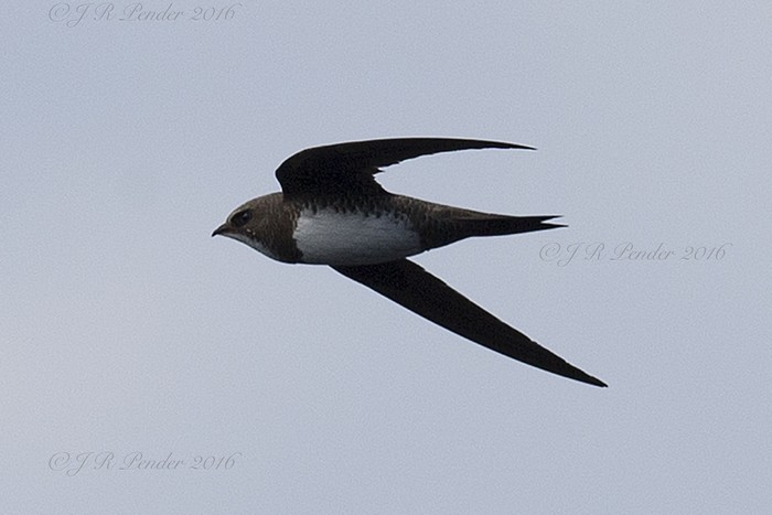 Alpine Swift
