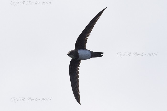 Alpine Swift