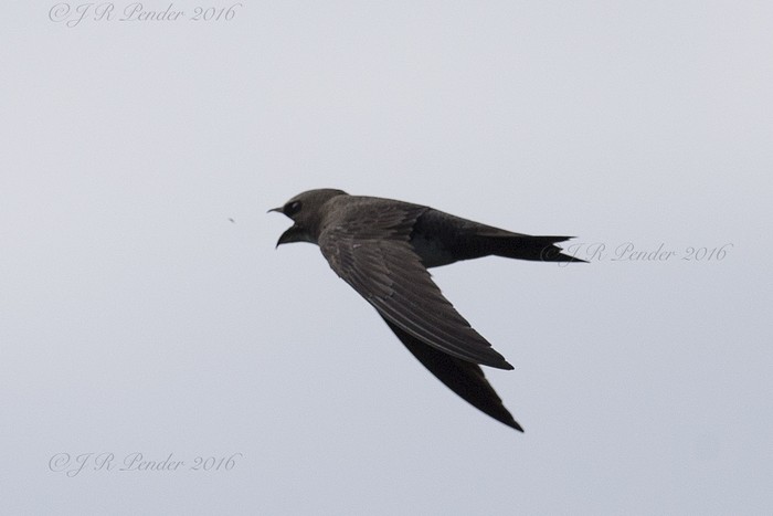 Alpine Swift