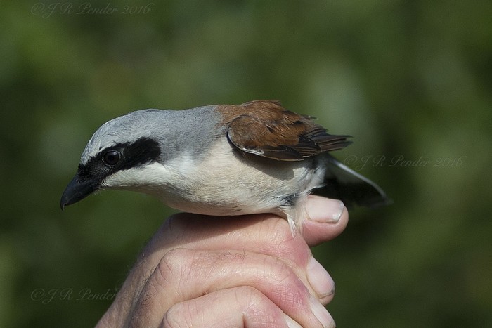 Red-backed Shrike