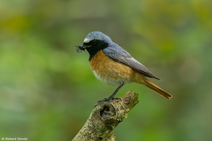 Redstart