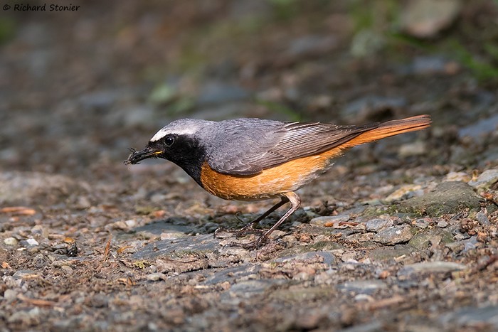 Redstart