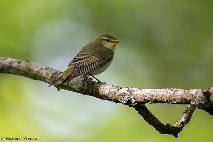 Wood Warbler
