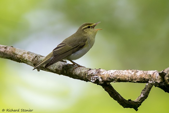 Wood Warbler
