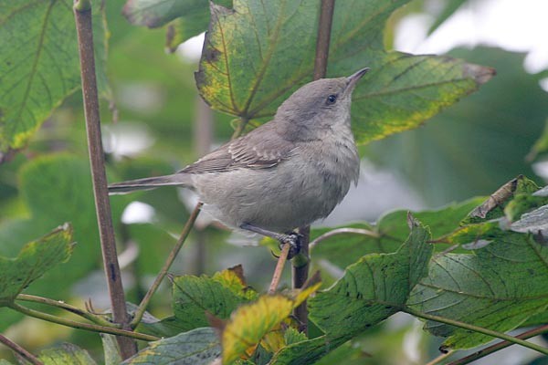 Barred Warbler