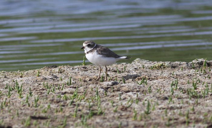 Semipalmated Plover