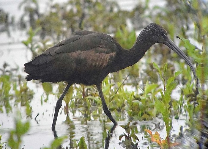 Glossy Ibis