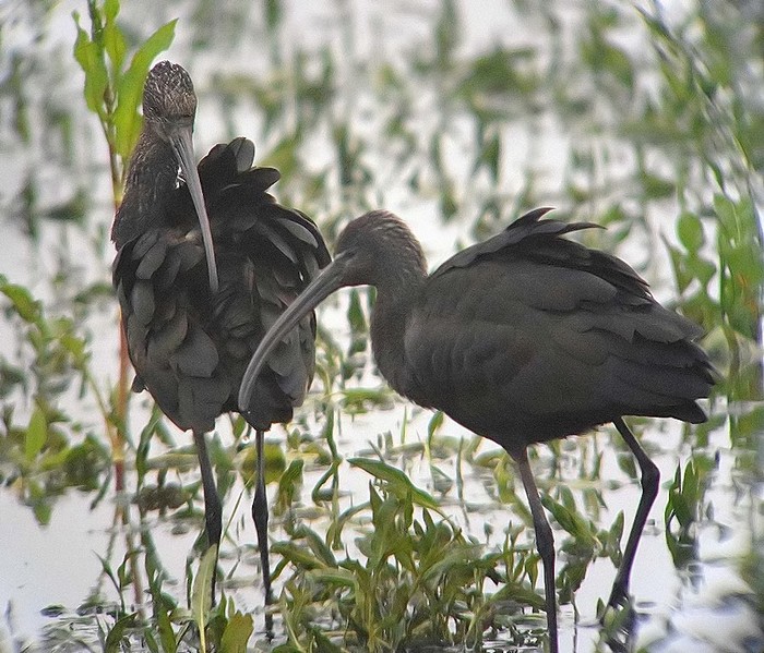 Glossy Ibis