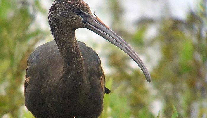 Glossy Ibis