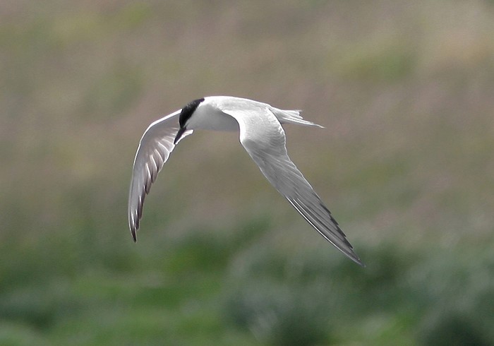 Gull-billed Tern