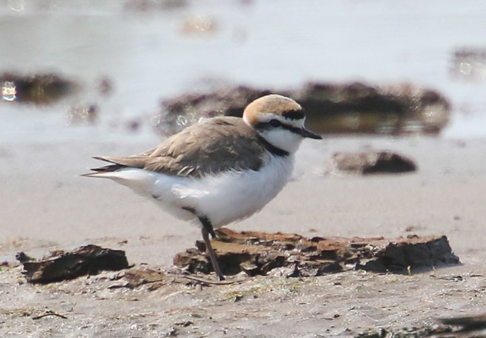 Kentish Plover